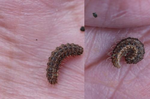 Hoplodrina sp.
